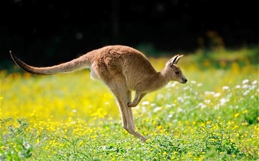 His opponent sent a kangaroo to Felföldi